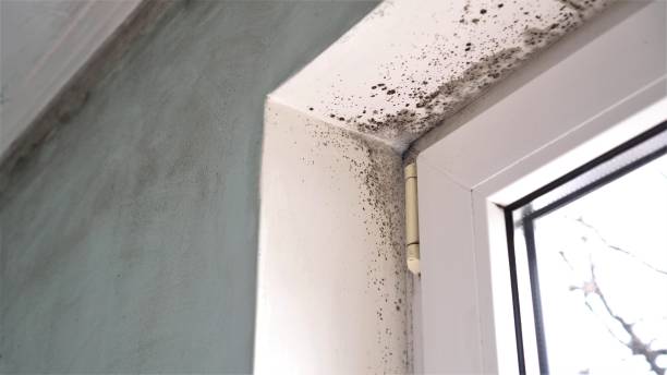 Best Crawl Space Mold Removal  in Sylvan Springs, AL