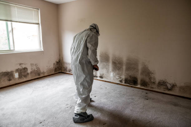 Mold Removal Process in Sylvan Springs, AL