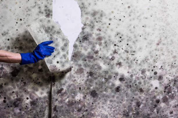 Best Professional Mold Removal  in Sylvan Springs, AL